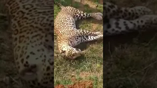 Killed 3 Leopards