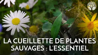 La cueillette de plantes sauvages : l'essentiel