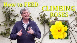 How to Feed & Fertilize Climbing Roses