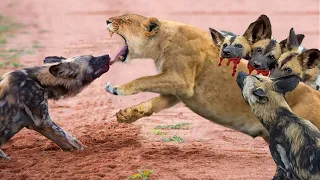 Lion Has To Sacrifice Himself As A Stele For The Wild Dogs To Torture To Protect The Lion Baby
