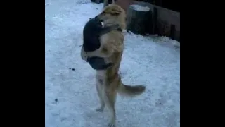 😺 Теперь это мой кот! 🐶 Смешное видео с собаками, кошками и котятами! 🐱