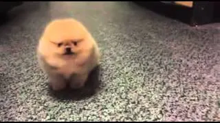 Tiny Dog Barking