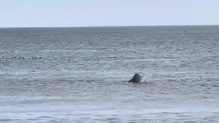 Dolphins playing