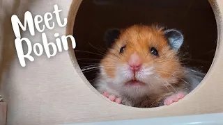 Getting a new hamster!! Meet Robin!