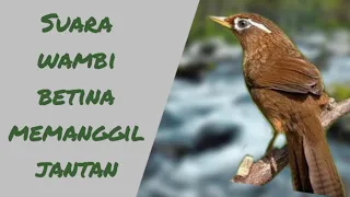 Suara wambi betina memanggil jantan. pancingan wambi jantan agar gacor. Bird Garrulax canorus HwaMei