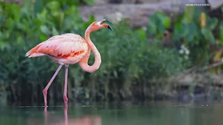 Flamingo spotted in southern Indiana