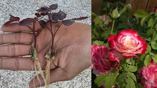 The method of growing red roses from buds / rose calyx the whole world does not know