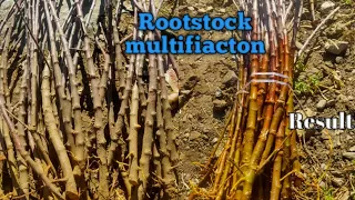 M9t337 Rootstock Multification Result