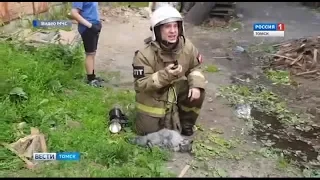 Томские пожарные спасли кота и собаку из горящей квартиры