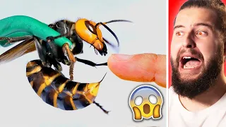 TOP 10 Insectos MÁS PELIGROSOS  Del Mundo 🐛⚠️