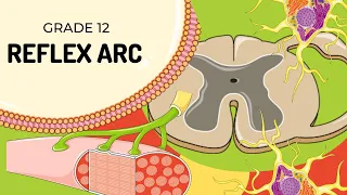 Easy to understand | REFLEX ARC