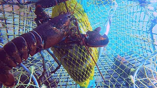 I Put My GoPro in a Lobster Trap! 😲 | New England Lobster Fishing |