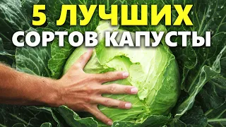 Лучшие сорта капусты: какой сорт капусты выбрать для посадки