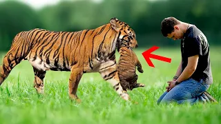 Тигрица отдала своих детенышей этому человеку, и вскоре произошло нечто невероятное...