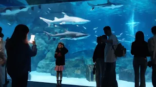 Sharks at Stanfield Mall in Seoul, South Korea.