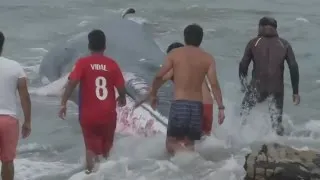 Massive beached whale saved by locals in Chile