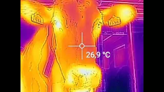 Cow in infrared