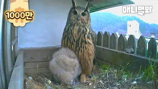 Happy Eagle Owl Couple Gave Up Hatching Their Egg, Because..