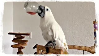 ПОПУГАЙ АЛКОГОЛИК и другие приколы с попугаями | Funny Parrots #661