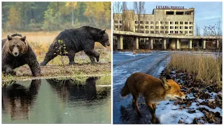Почему в чернобыльской зоне живут и процветают животные несмотря на радиацию