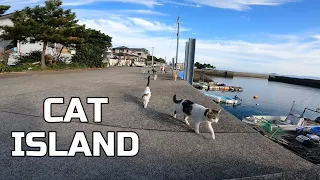 If you Sit on this Island, you will be surrounded by Cats