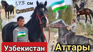 Узбекистан аттары🇺🇿ЧОҢ ПОЛЬША УЛАКТЫН АТЫ ТОРУ ӨТӨ КҮЛҮК