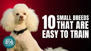 10 Small Dog Breeds That Are Easy to Train