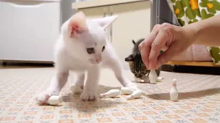 Kittens knocking down pins with their paws