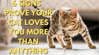 6 Signs That Prove Your Cat Loves You