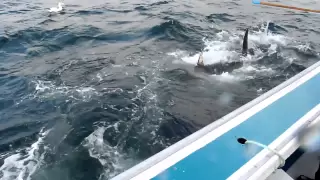 Feeding Giant Bluefin Tuna on Fishermans Bank