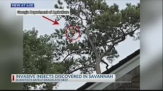 First yellow-legged hornet nest in US eradicated in Savannah area