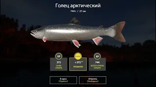 Russian Fishing 4, Троллинг на куори. Сбурлино работает!