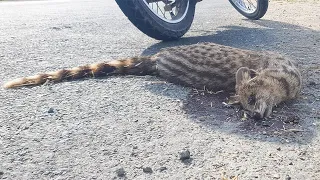 Attempt to rescue civet cat on road accident emotional burial of cat RIP