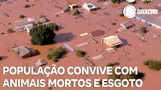 População convive com animais mortos, esgoto exposto e mau cheiro em Porto Alegre