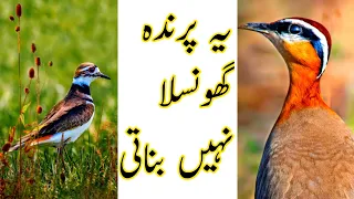 Plover Bird Facts || Amazing Facts #shorts #youtubeshorts