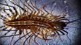 ЧТО ЭТО??? МУХОЛОВКА или Домашняя МНОГОНОЖКА или Scutigera coleoptrata