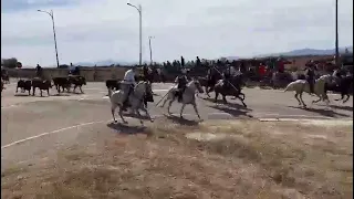 Primer encierro de las fiestas de Fuenteguinaldo (18/8/2023)