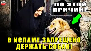 ПО ЭТОЙ ПРИЧИНЕ СОБАКА В ИСЛАМЕ ГРЯЗНОЕ ЖИВОТНОЕ! ПРОРОК РАССКАЗАЛ НАМ ОБ ЭТОМ!