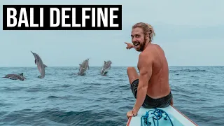 DELFINE AUF BALI - Traum oder Albtraum? l Lovina Delfin Tour in 2022