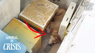 Lost Or Abandoned? Dog With Collar Hid Deep Inside A Beefarm l Animal in Crisis Ep 330