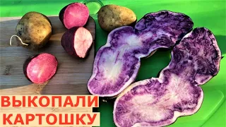 Новые сорта картофеля- засухоустойчивый и цветные