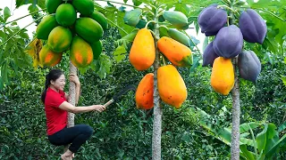 How to harvest Papaya & Goes to the Market Sell - Harvesting & Cooking || Daily Life