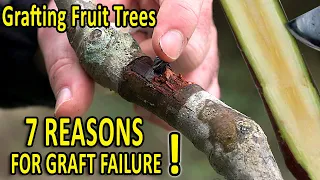 7 COMMON GRAFTING MISTAKES and HOW to AVOID THEM | Grafting Techniques TIPS