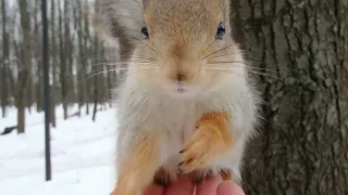 Удалось покормить Того Самого бельчонка / I managed to feed That squirrel