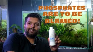 How important is phosphate for planted aquariums I Aquavascular P Boost
