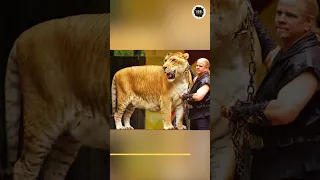 Difference between Liger & Tigon 🤔🤔🤔 | Lion & Tiger hybrid offspring | Part-2 | #shorts