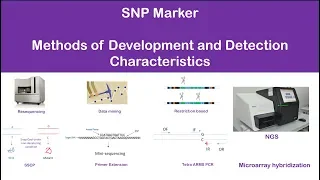 SNP (single nucleotide polymorphism) marker: detection, characteristics, methods