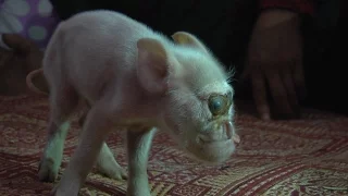 Piglet with monkey's face