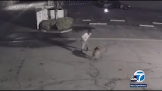 Man caught on video kicking and punching dog repeatedly for 15 minutes in SoCal | ABC7