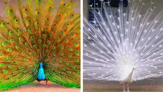 Peacock In The Wind, Beautiful, Colourful, Natural Peacocks Video #08 , Beauty of peacocks #nature